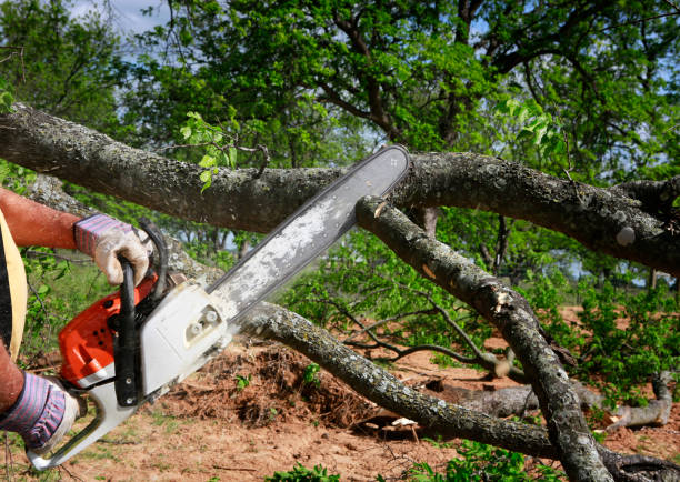 Why Choose Our Tree Removal Services in Mount Pleasant, MI?